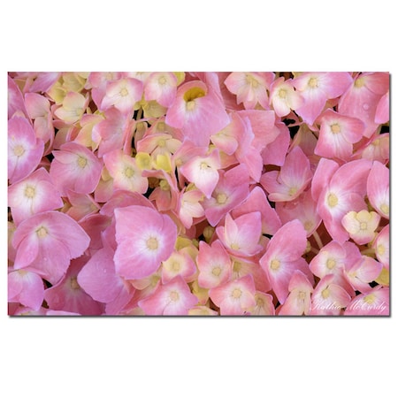 Kathie McCurdy 'Pink Hydrangea' Canvas Art,22x32